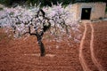 Almond blossom and stone shed in Spring, Catalonia, Spain