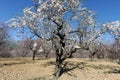 Almond blossom on tree in early Spring Royalty Free Stock Photo