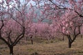 Almond blossom on the tree in the Spring Royalty Free Stock Photo