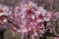Almond blossom on the tree in the Spring Royalty Free Stock Photo
