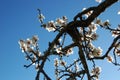 Almond blossoms