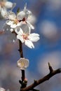 Almond blossoms Royalty Free Stock Photo