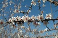 Almond blossoms Royalty Free Stock Photo