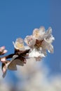 Almond blossoms Royalty Free Stock Photo