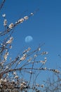 Almond blossoms Royalty Free Stock Photo