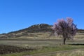 Almond blossoms, bees, bugs and spring