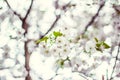 Almond blossoms, blossom on a tree, spring Royalty Free Stock Photo