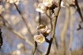 almond blossoms and buds on a tree with a bee