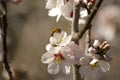 almond blossoms and buds on a tree with a bee