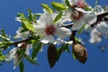 Almond blossoms