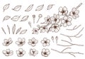 Almond blossoms hand drawn set. Spring flowers leaves ,buds and branches collected. Sakura,cherry, apple tree,plum