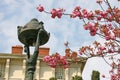 Almond blossoms Royalty Free Stock Photo