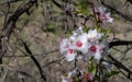 Almond blossoms white on a tree branch Royalty Free Stock Photo