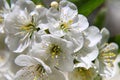 Almond blossoms, Spring flowers Royalty Free Stock Photo