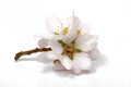Almond blossoms on white Royalty Free Stock Photo