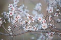 Almond branch in bloom, close-up, sunset. Close-up image of blossoming almond in Greece