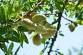 Almond branch with bunch of fruits Royalty Free Stock Photo