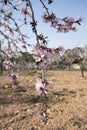 Almond branch with flowers. Many of the disclosed gentle spring.