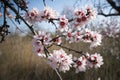 Almond branch with flowers. Many of the disclosed gentle spring.