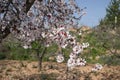 Almond branch with flowers. Many of the disclosed gentle spring.