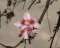 Almond branch with flowers