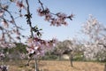 Almond branch with flowers. Many of the disclosed gentle spring.