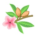 Almond branch with leaves, pink flower & nuts in the shell, element of decorative pattern Royalty Free Stock Photo