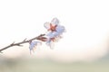 Almond branch with pink flowers and bright yellow anthers