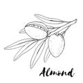 Almond. Branches with leaves and fruit. Nuts and kernels. Royalty Free Stock Photo