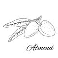 Almond. Branches with leaves and fruit.  Nuts and kernels. Royalty Free Stock Photo