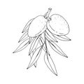 Almond. Branches with leaves and fruit. Nuts and kernels. Hand drawn vector