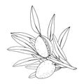 Almond. Branches with leaves and fruit. Nuts and kernels. Hand drawn vector outline