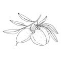 Almond. Branches with leaves and fruit. Nuts and kernels. Hand drawn vector sketch