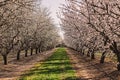 Almond farm at spring, rows of white blooming trees