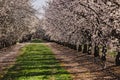 Almond farm at spring, rows of white blooming trees