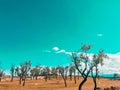 Almond Field with orange and teal touch.