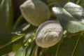 Almond field