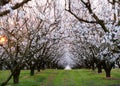 Almond field at sunset Royalty Free Stock Photo