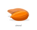 Almond flat vector illustration with typography