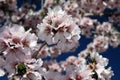 Almond flower