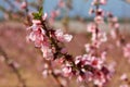 Almond flower Royalty Free Stock Photo