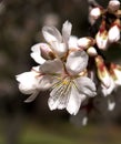 Almond flower Royalty Free Stock Photo