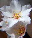 Almond flower close up Royalty Free Stock Photo