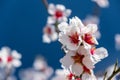 Almond flower close-up. Almonds bloom in early spring. Spring almond flowers and blue sky Soft focus. Royalty Free Stock Photo