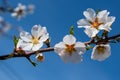 Almond flower close-up. Almonds bloom in early spring. Spring almond flowers and blue sky Soft focus. Royalty Free Stock Photo