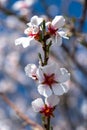 Almond flower close-up. Almonds bloom in early spring. Spring almond flowers and blue sky Soft focus Royalty Free Stock Photo