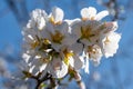 Almond flower close-up. Almonds bloom in early spring. Spring almond flowers and blue sky Soft focus Royalty Free Stock Photo