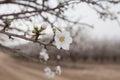 Almond flower over almond orchard White Tree blossom spring time Royalty Free Stock Photo