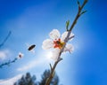 Almond flower tree with bee pollination in spring Royalty Free Stock Photo