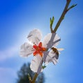 Almond flower tree with bee pollination in spring Royalty Free Stock Photo